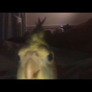 Meet your Posher, Brandon